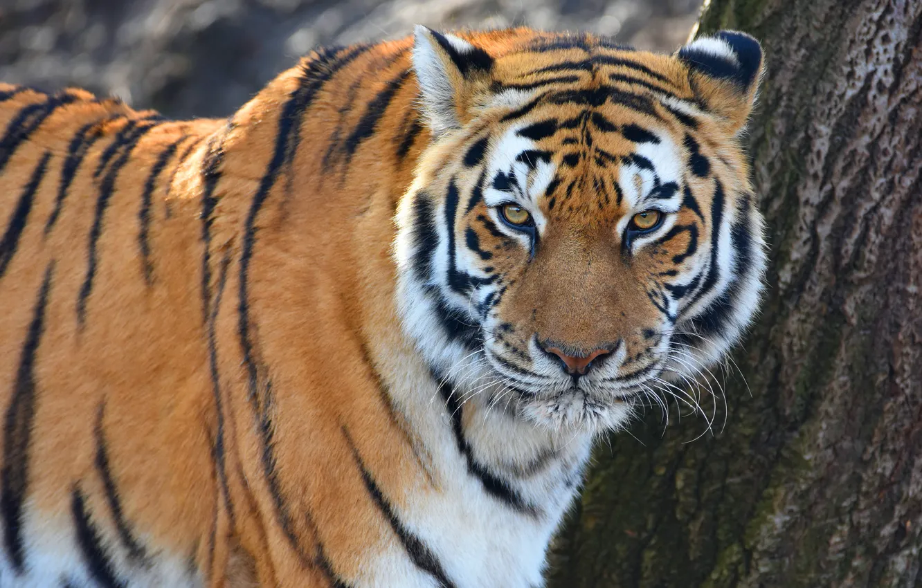 Фото обои взгляд, морда, тигр, фон, портрет
