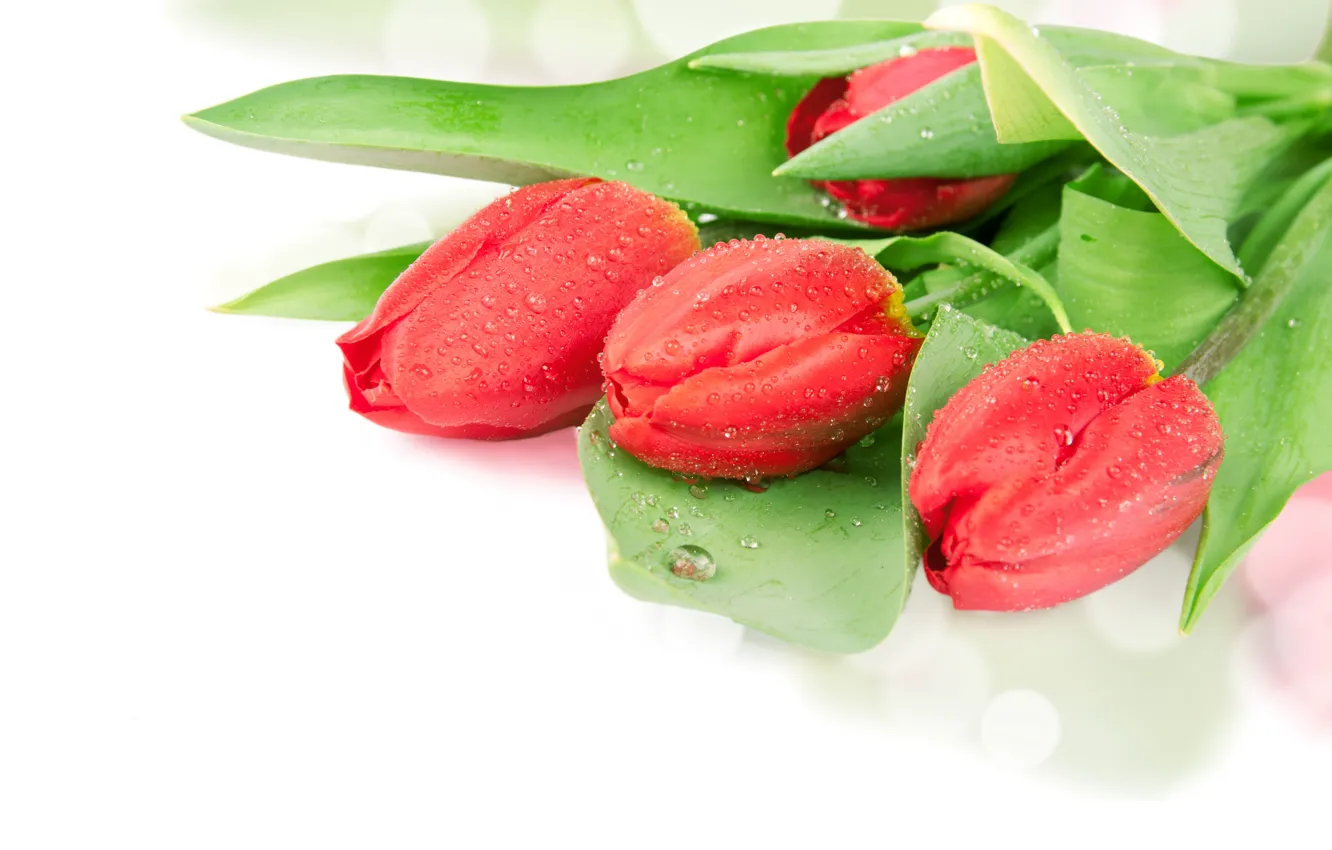 Фото обои капли, тюльпаны, Red, Tulip, Closeup