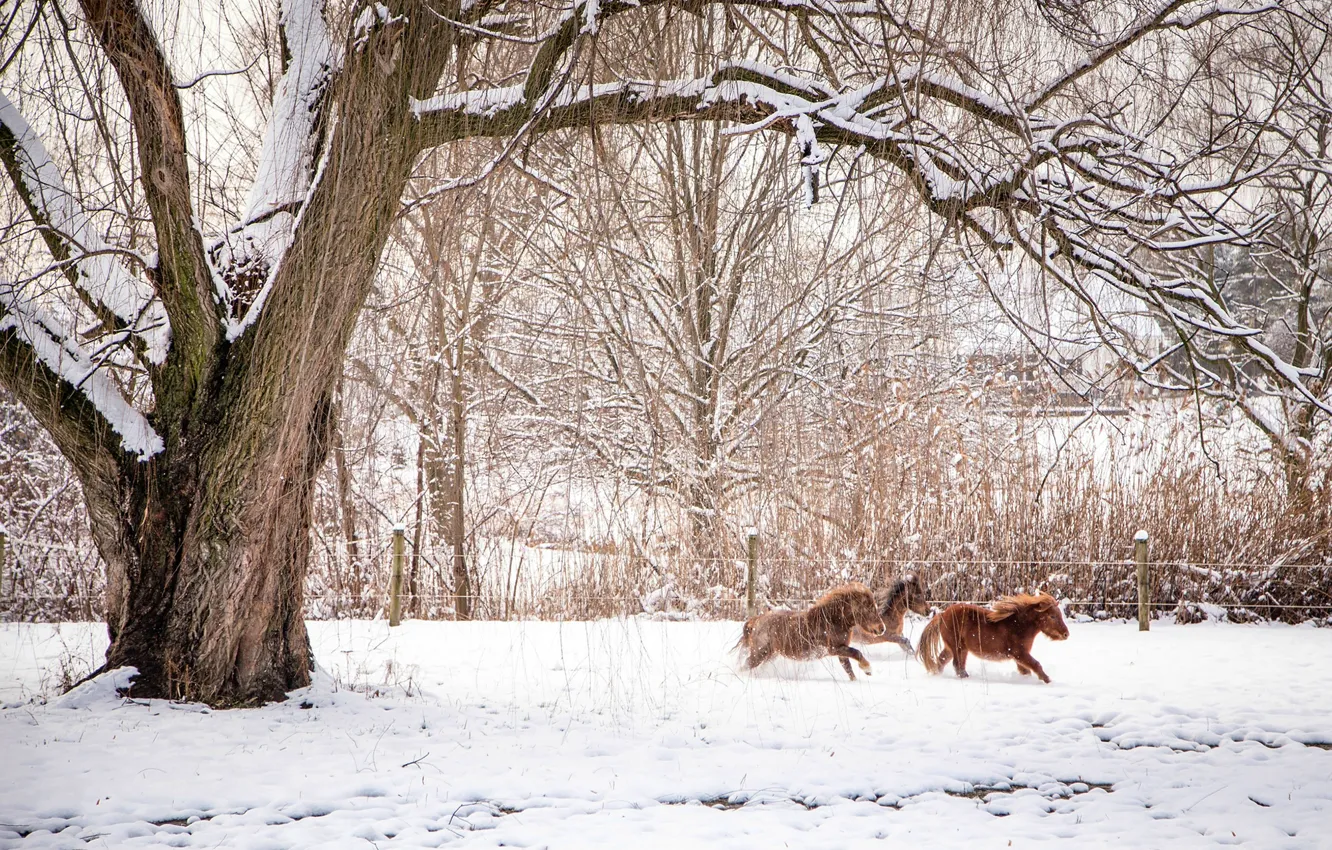 Фото обои зима, животные, снег, деревья, ветки, природа, кони, ограда