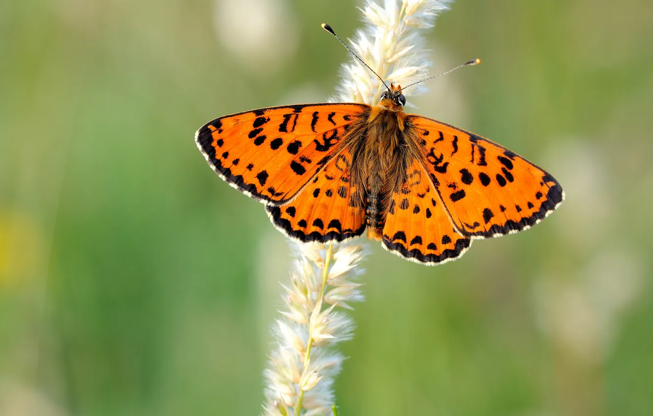 Фото обои бабочка, крылья, стебель, усики