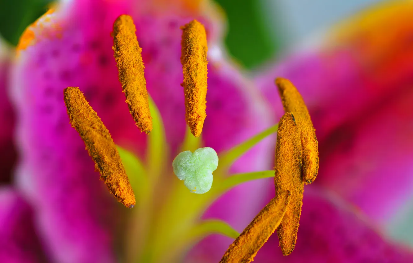Фото обои цветок, пыльца, лепестки, тычинки