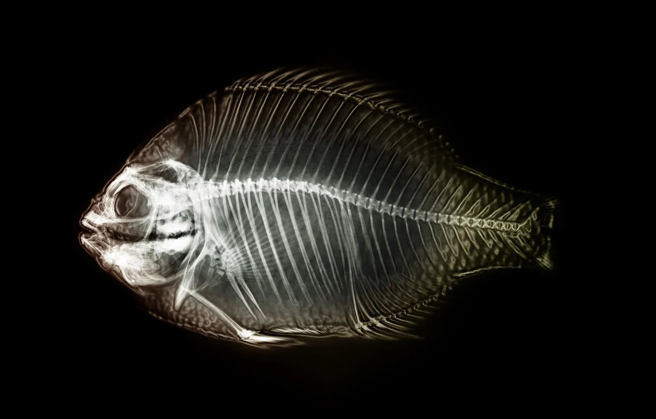 Фото обои рыба, скелет, рентген