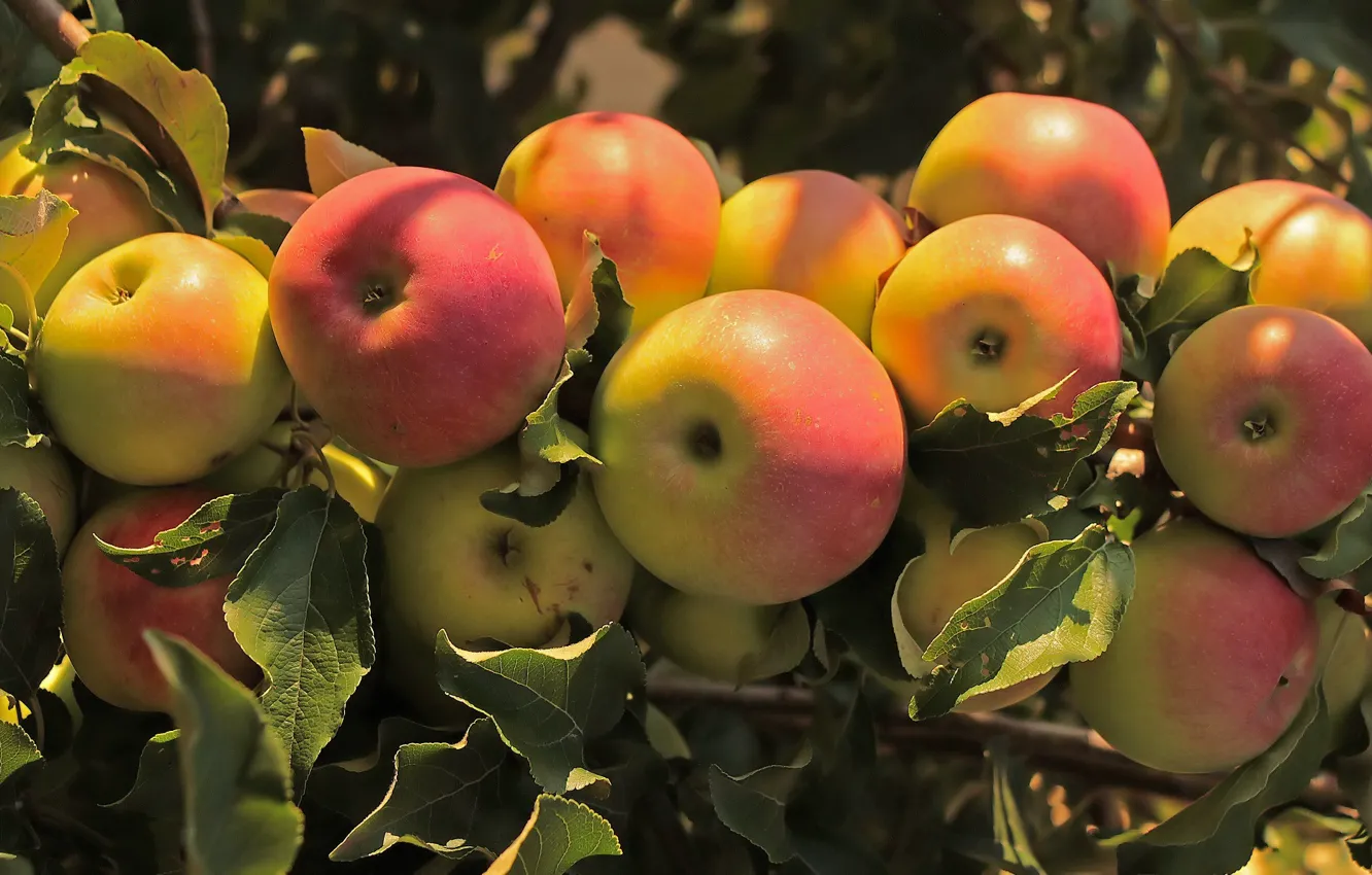 Фото обои ветки, дерево, яблоки, плоды
