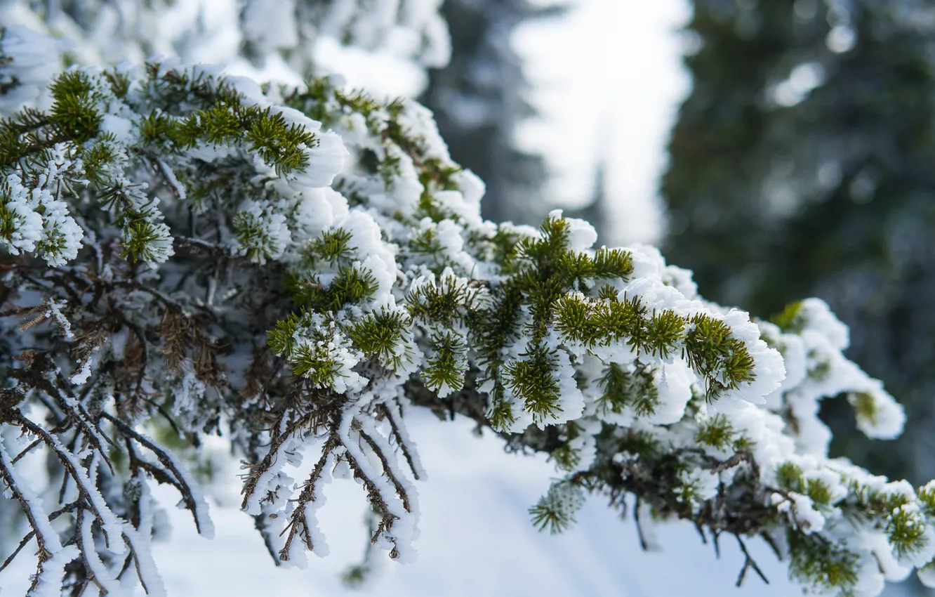 Фото обои снег, природа, ветви, ели, шерегеш