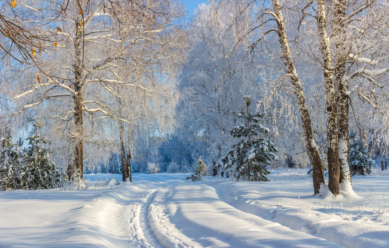 Фото обои зима, иней, лес, снег, деревья, пейзаж, природа, ели