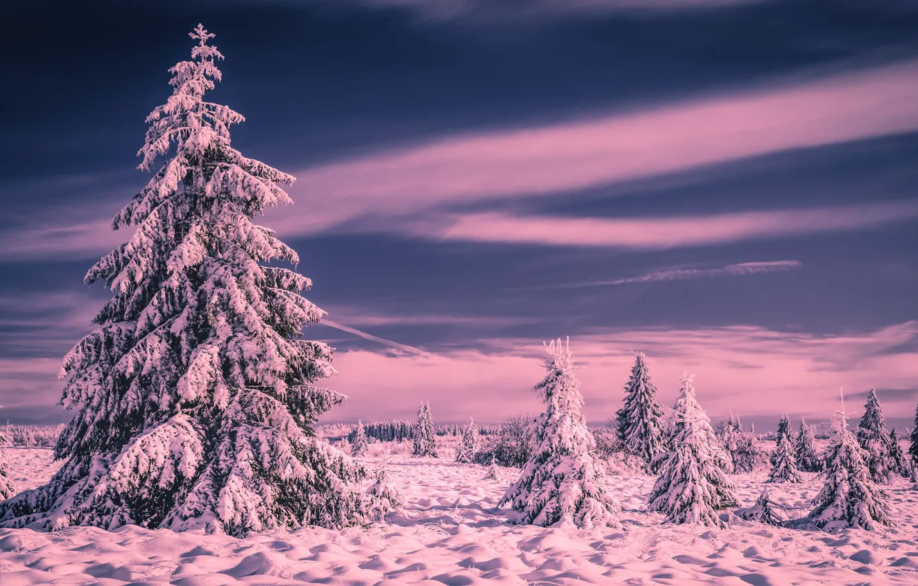 Фото обои зима, лес, небо, снег, деревья, елки, мороз