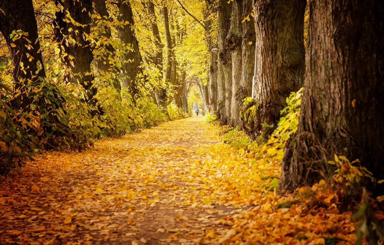 Фото обои осень, листья, деревья, парк, путь, мужчина