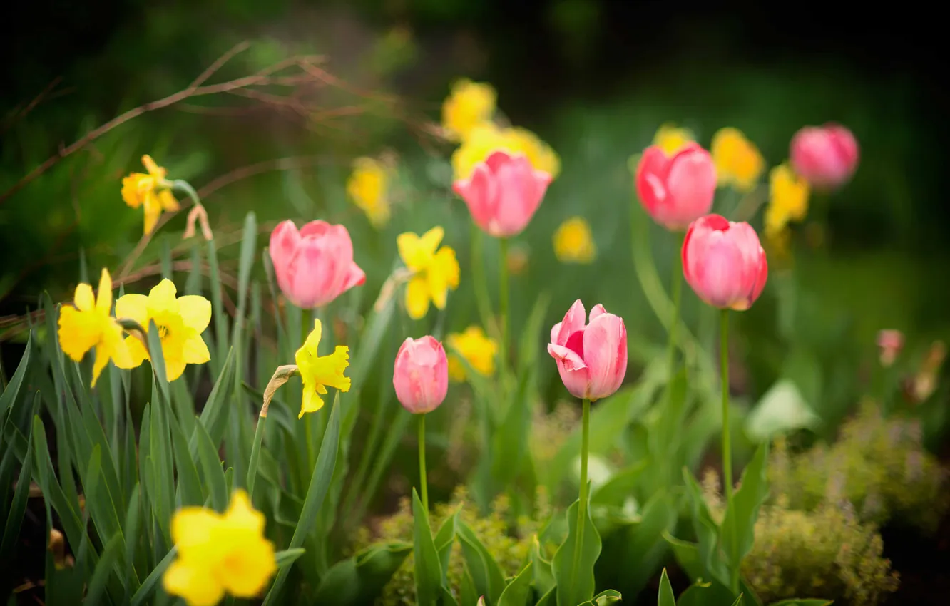 Фото обои тюльпан, весна, лепестки, сад, нарцис