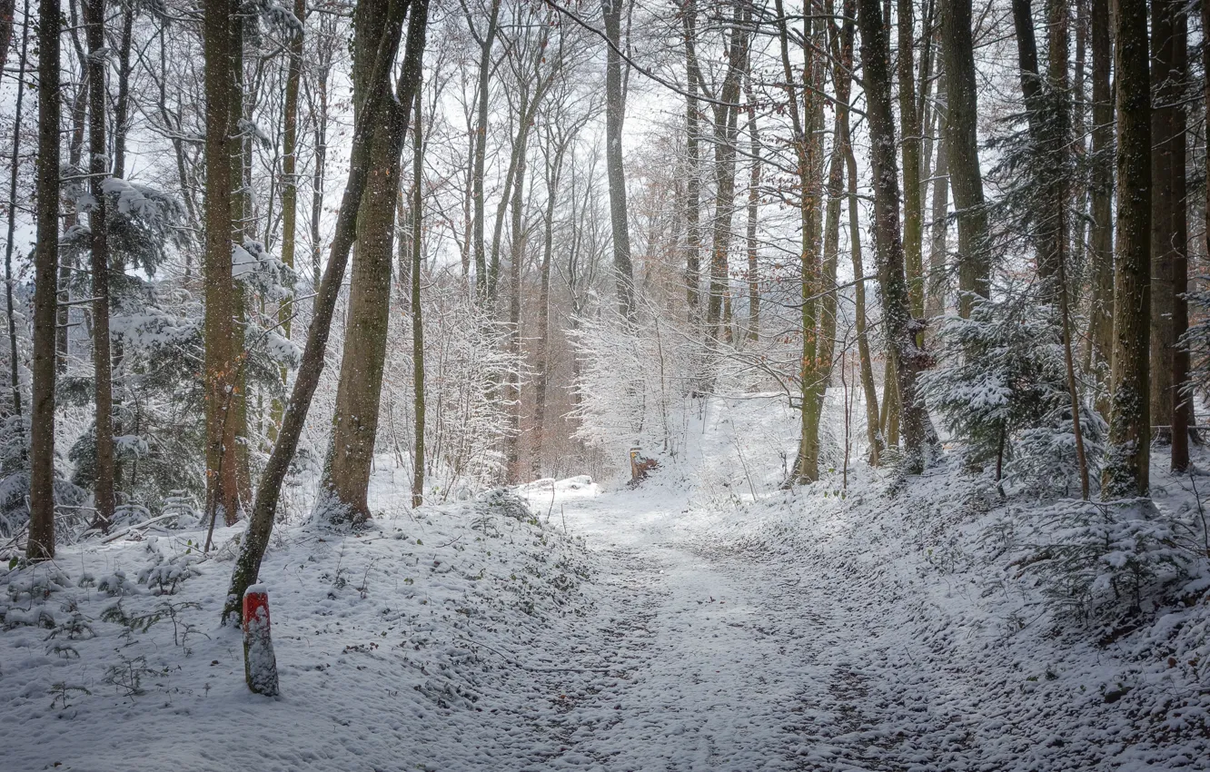 Фото обои дорога, осень, лес, снег