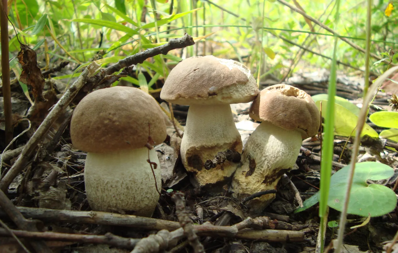 Фото обои лето, грибы, грибочки