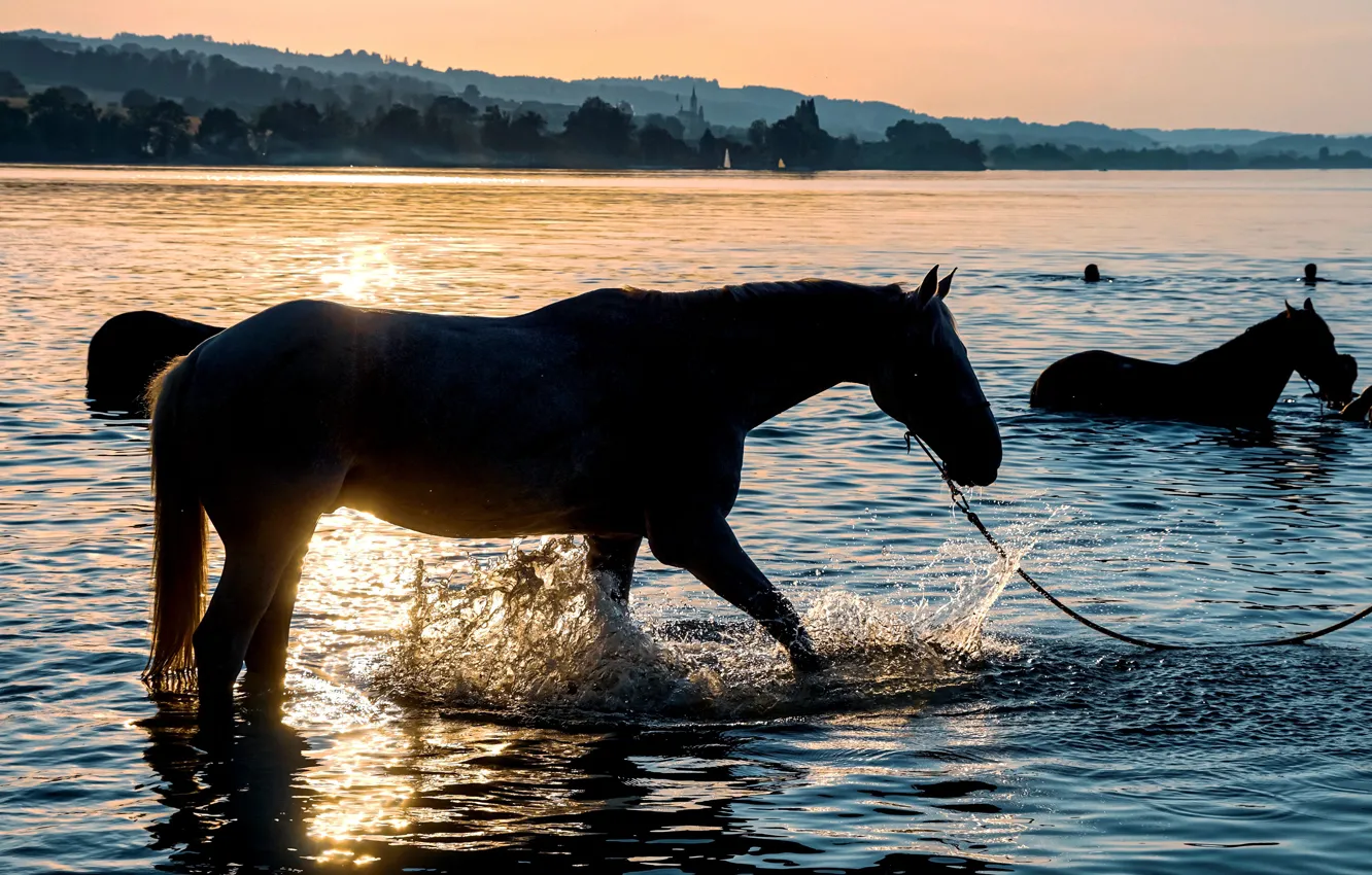 Фото обои лето, закат, кони, вечер, лошади, купание, силуэты, водоем