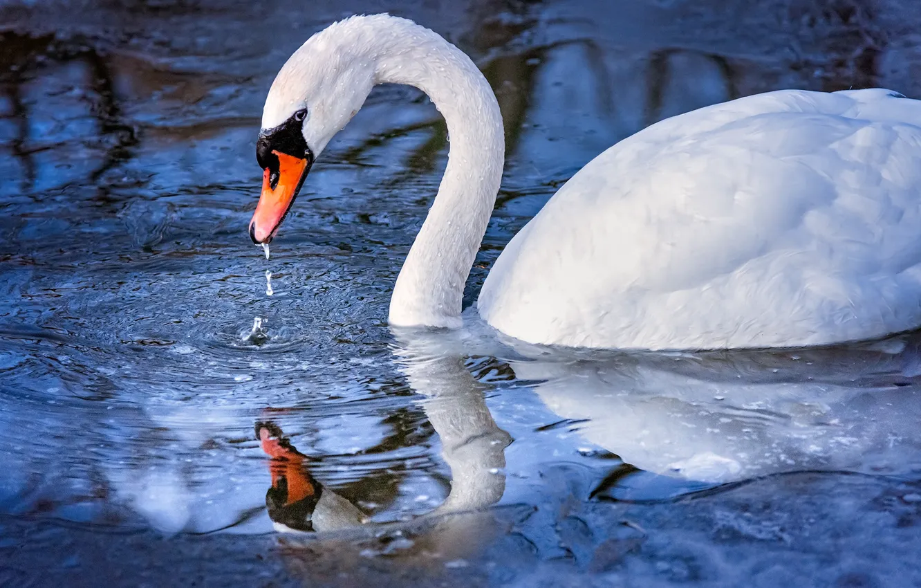 Фото обои вода, отражение, птица, лебедь, шея