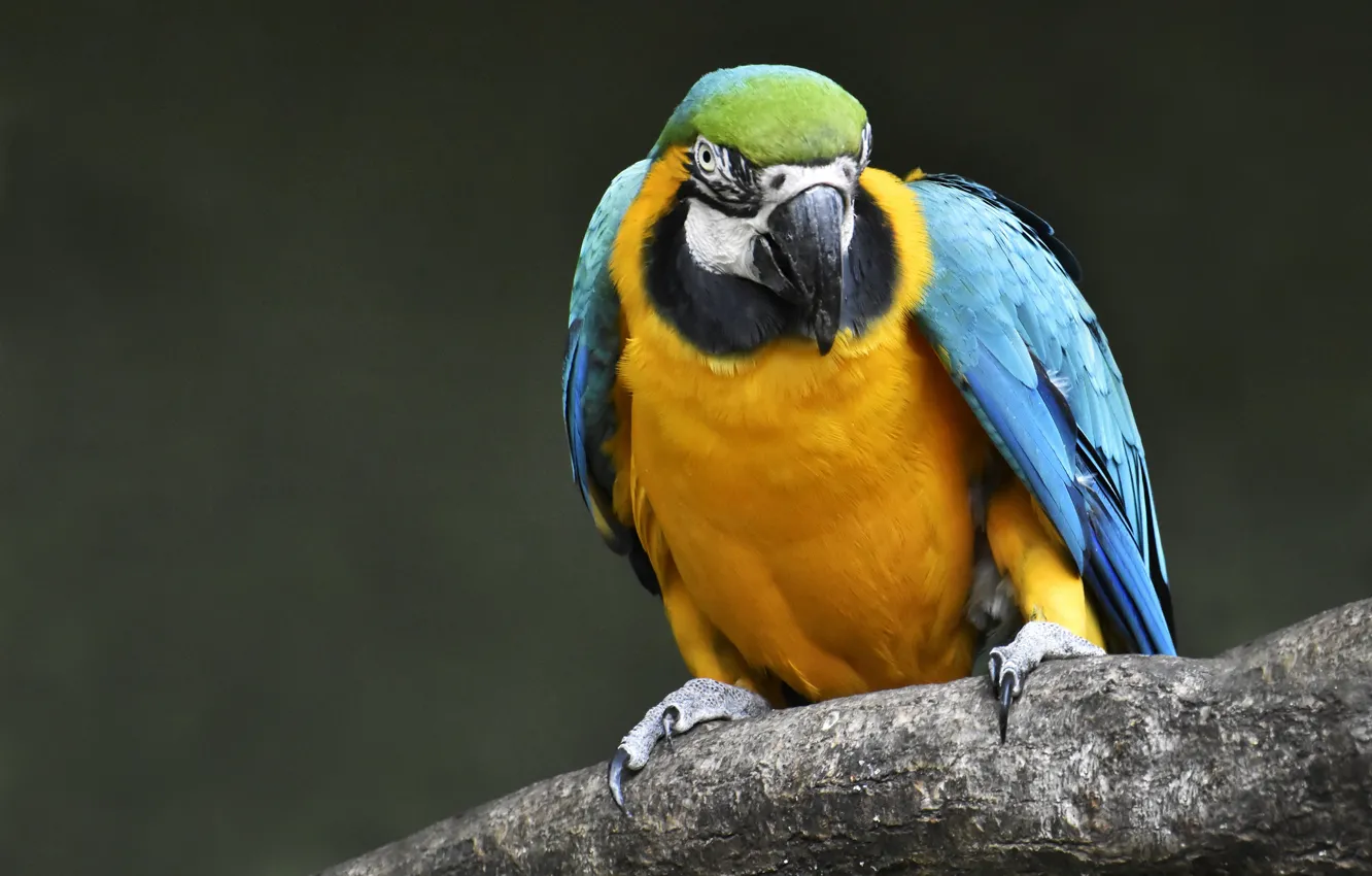 Фото обои птица, попугай, Сине-жёлтый ара
