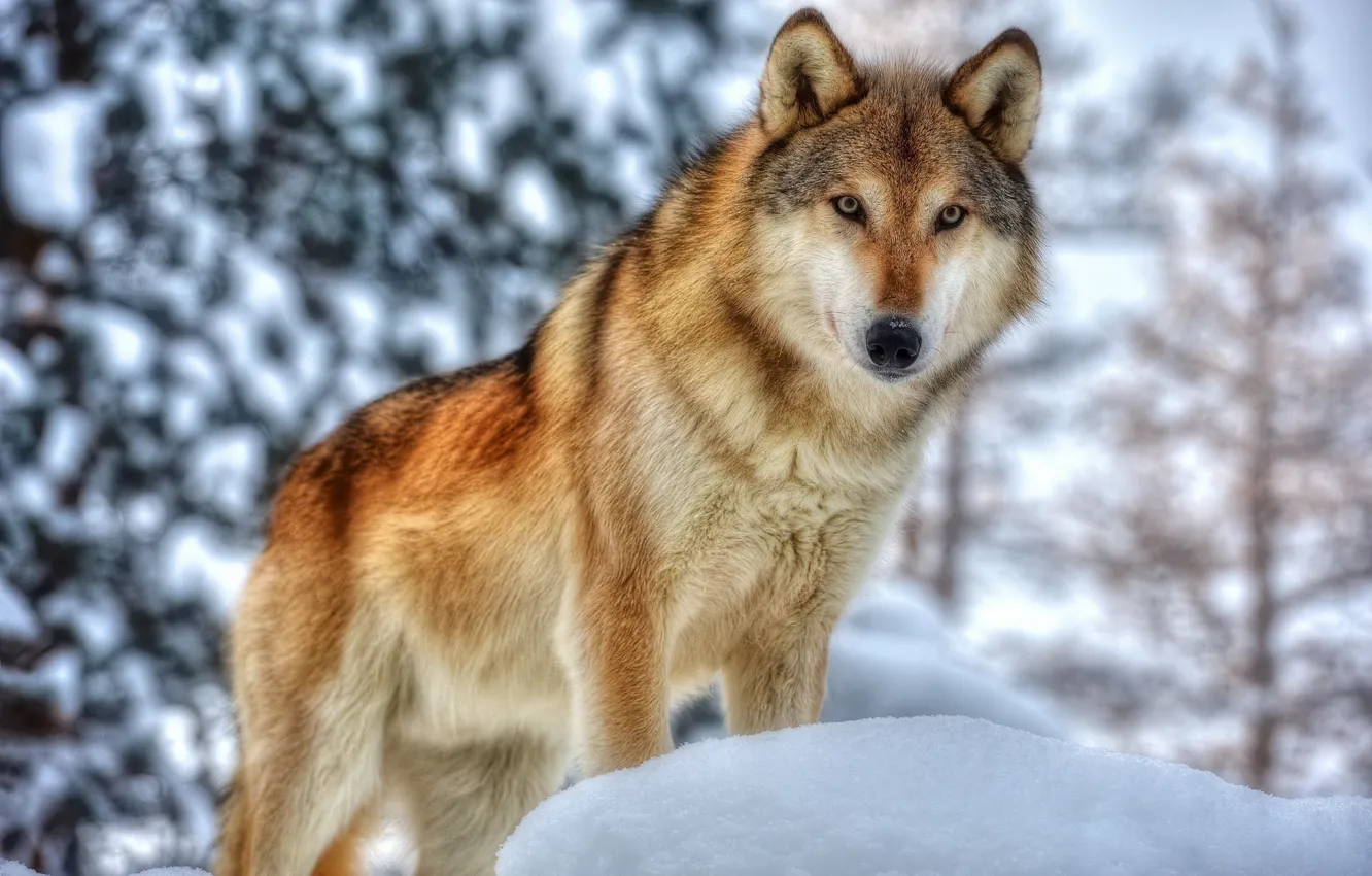 Фото обои зима, морда, волк, хищник, мех
