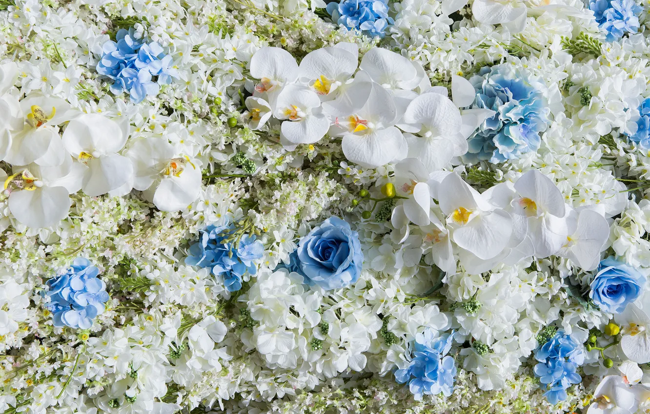 Фото обои цветы, white, орхидея, blue, flowers, orchid, wedding