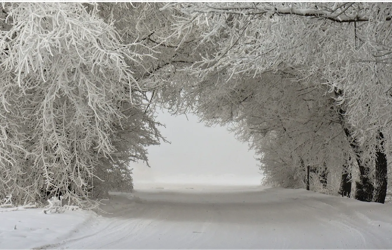 Фото обои снег, деревья, пейзаж, деревья в снегу, Зимний пейзаж, зима., заснеженная дорога