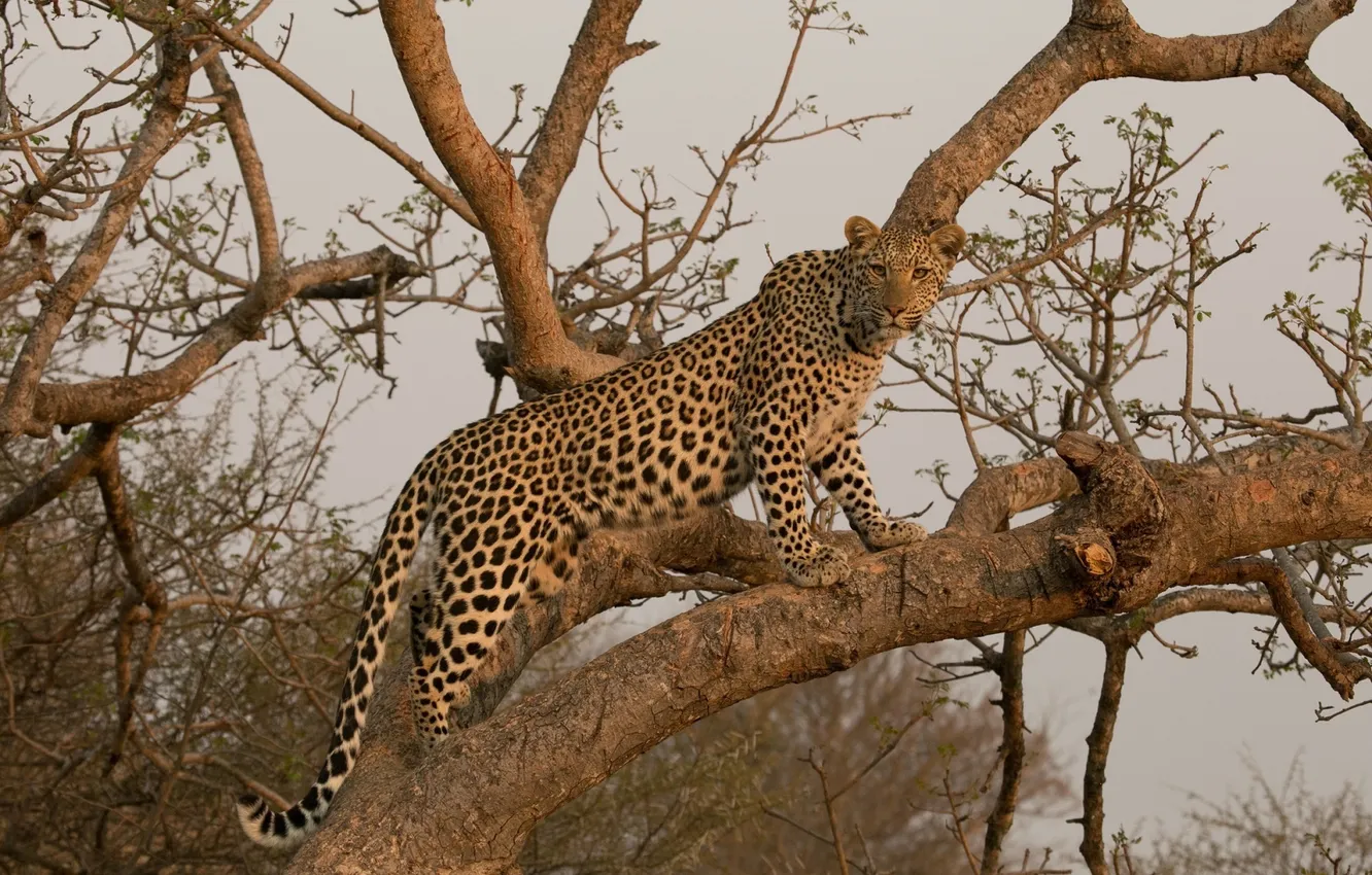 Фото обои хищник, леопард, грация, Африка, дикая кошка, на дереве