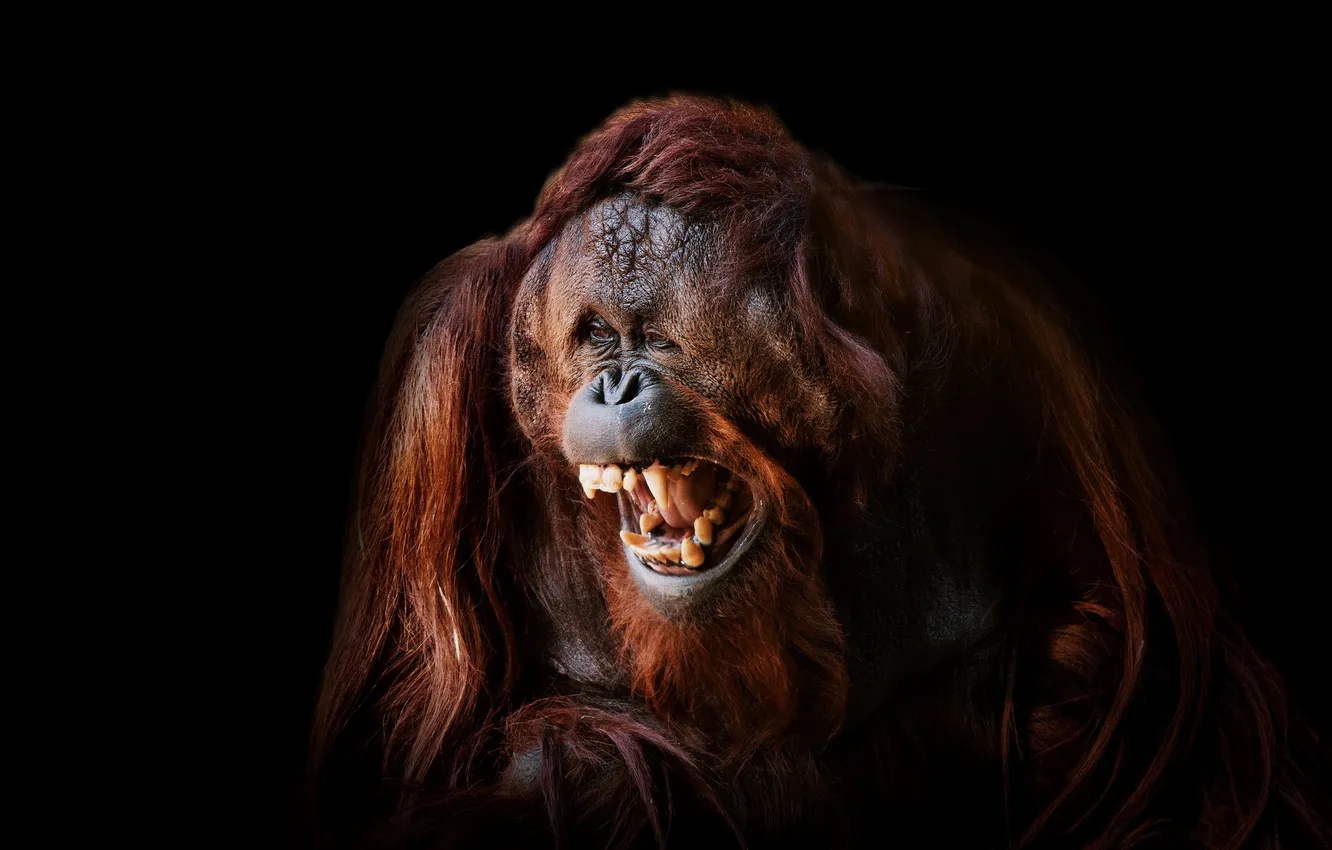 Фото обои Smile, Face, Ape, Orangutan