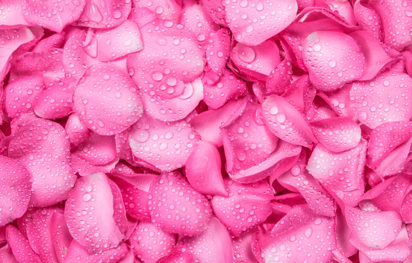 Фото обои капли, фон, розы, лепестки, розовые, fresh, texture, pink
