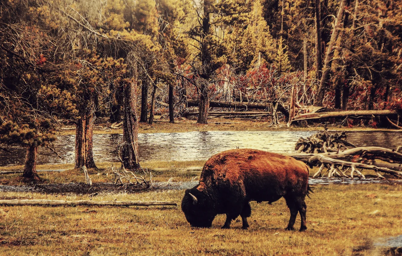 Фото обои big, usa, animal, buffalo, bison