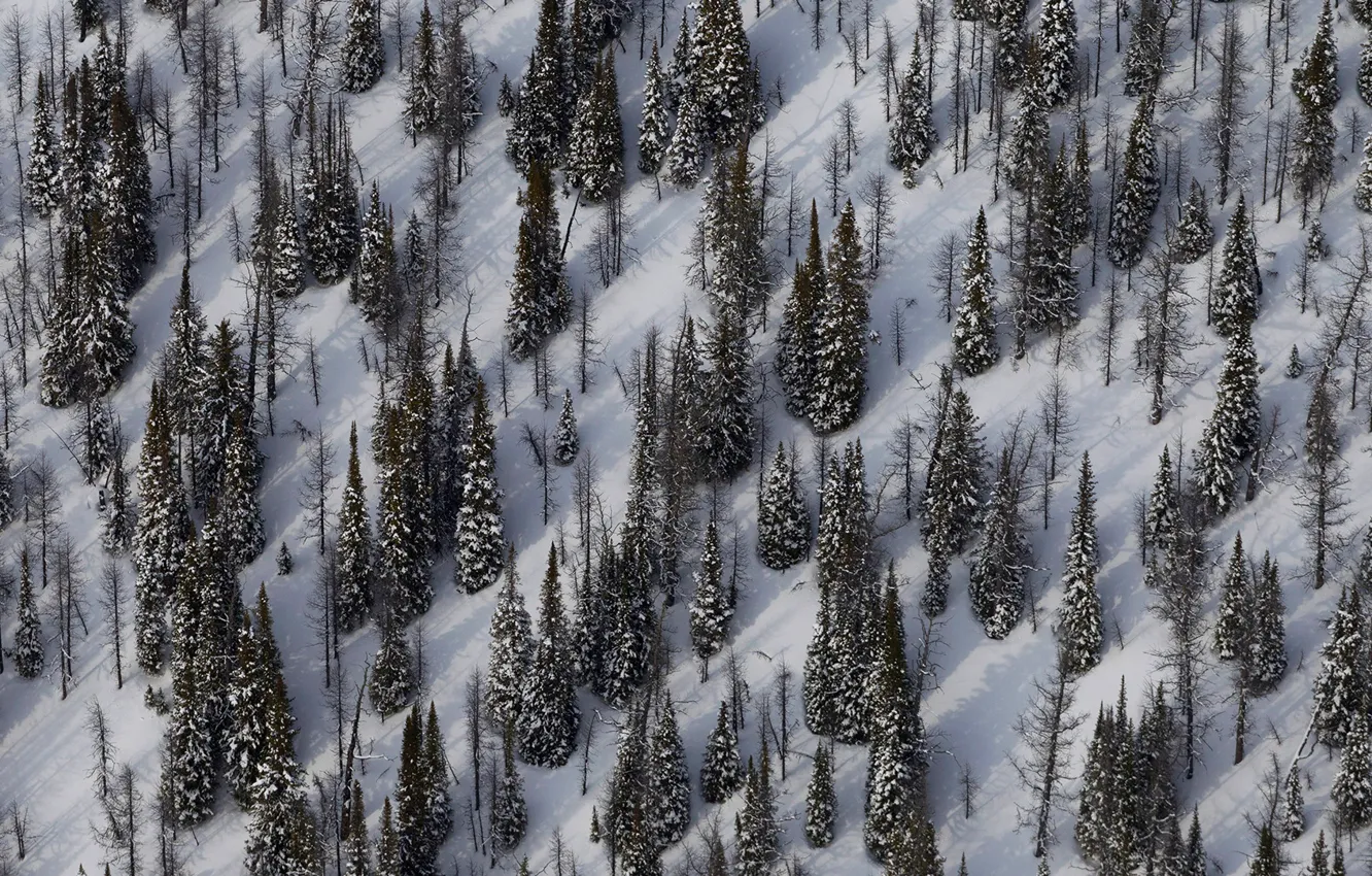 Фото обои зима, снег, ель, склон, Канада, Национальный парк Йохо