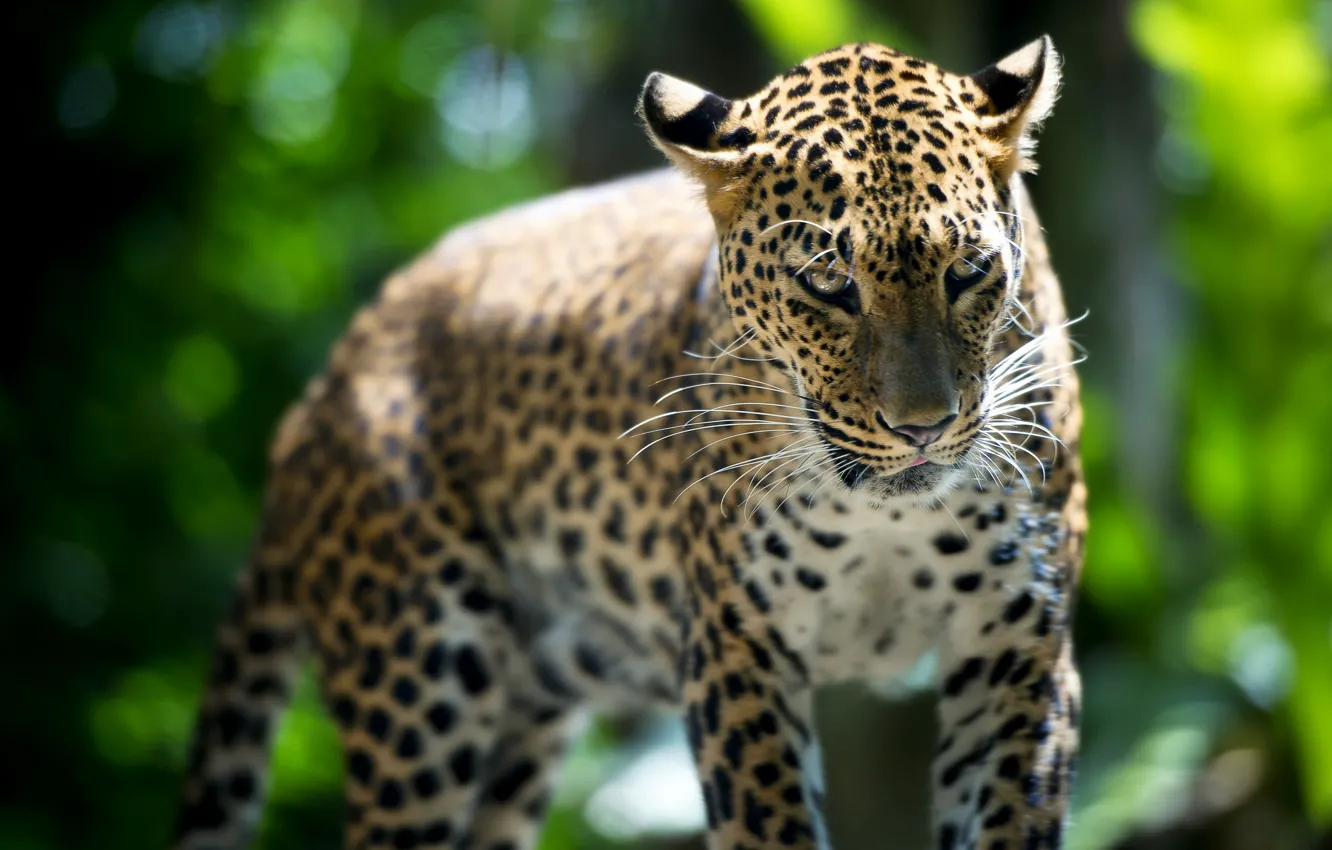 Фото обои зверь, Leopard, Singapore Zoo
