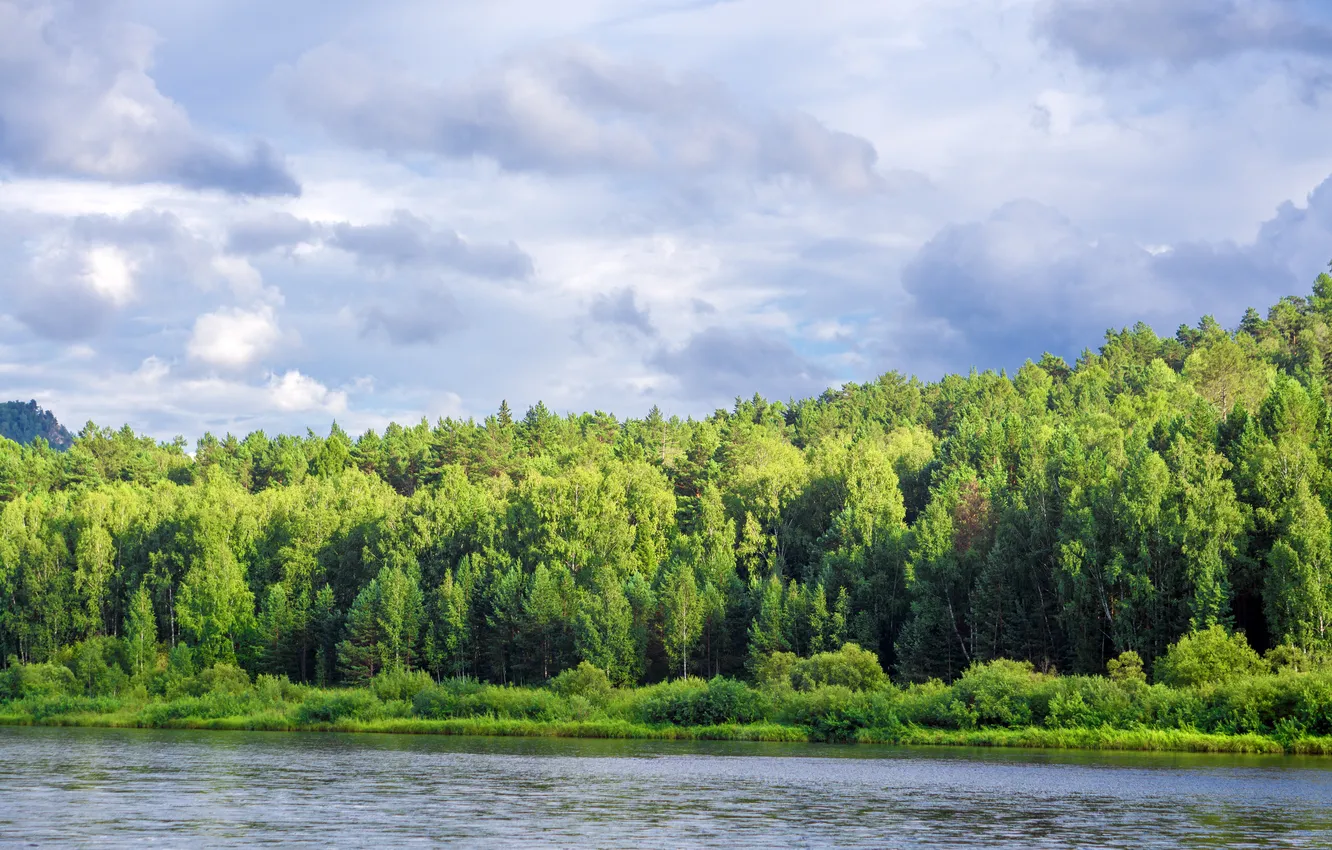 Фото обои forest, river, sky, nature