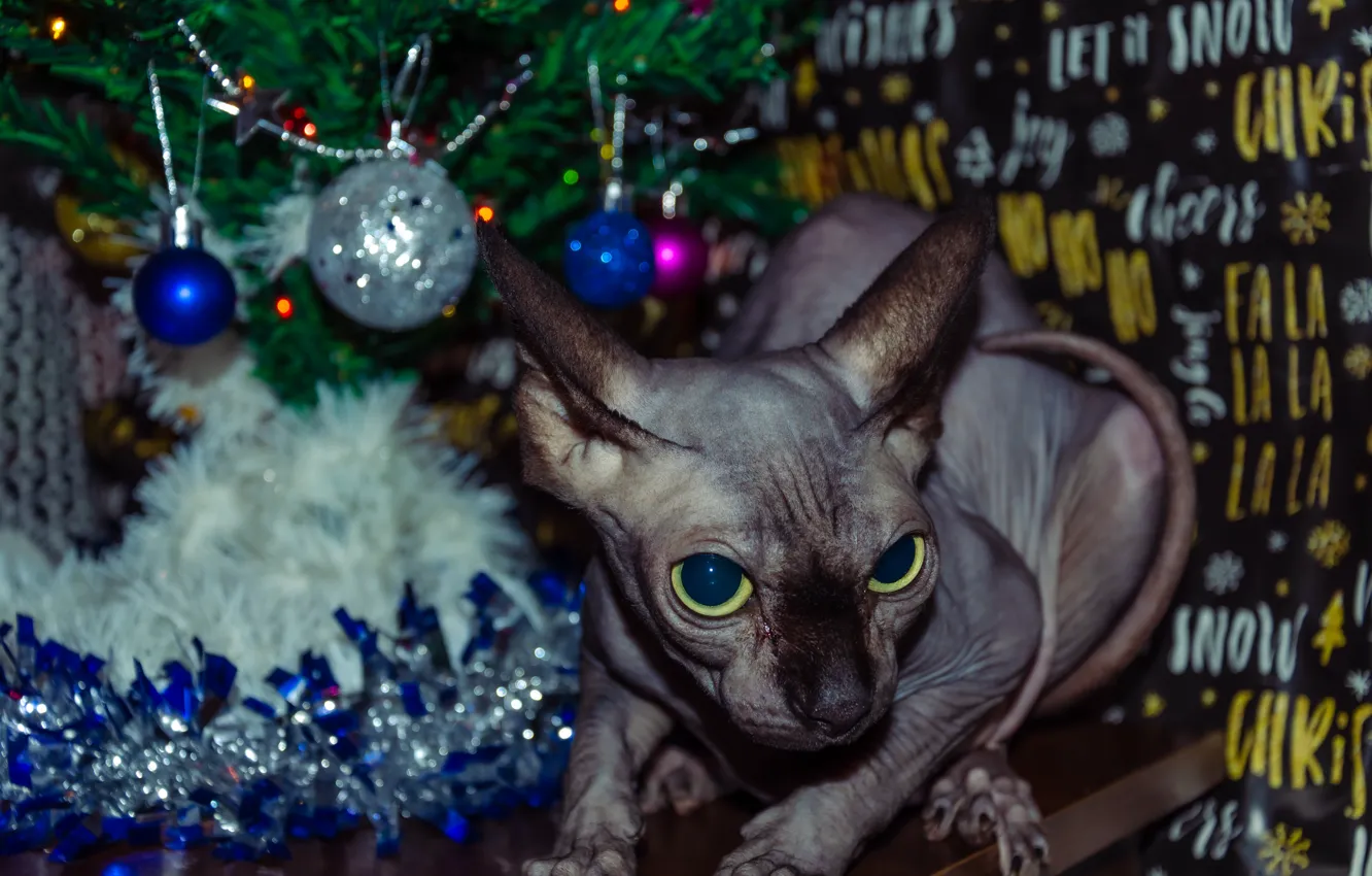 Фото обои кошка, праздник, новый год, сфинкс, сфинкс котенок, новый год 2023