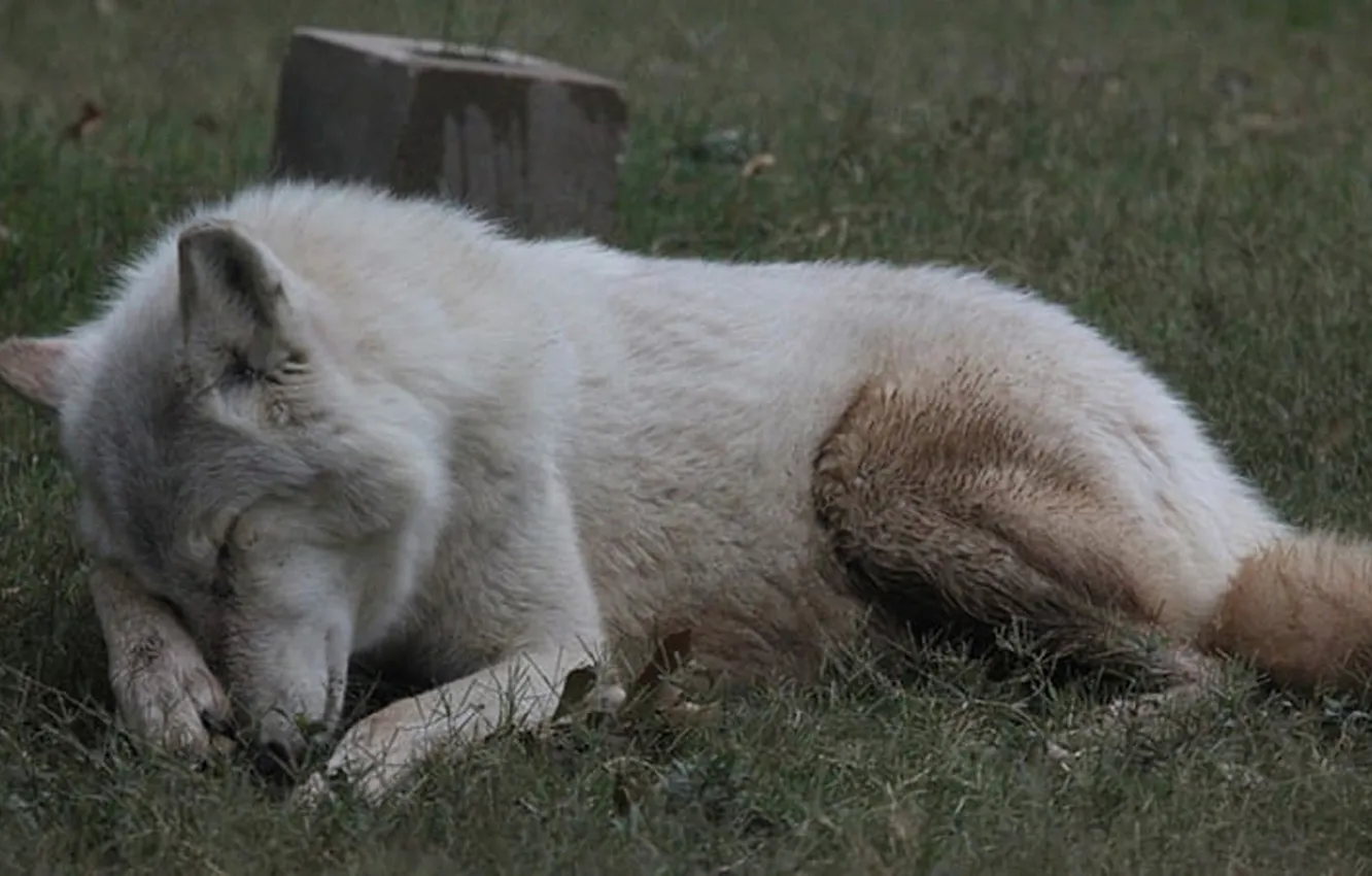 Фото обои nature, predator, animal, wolf, sleeping, wildlife, Canis lupus., portrait.