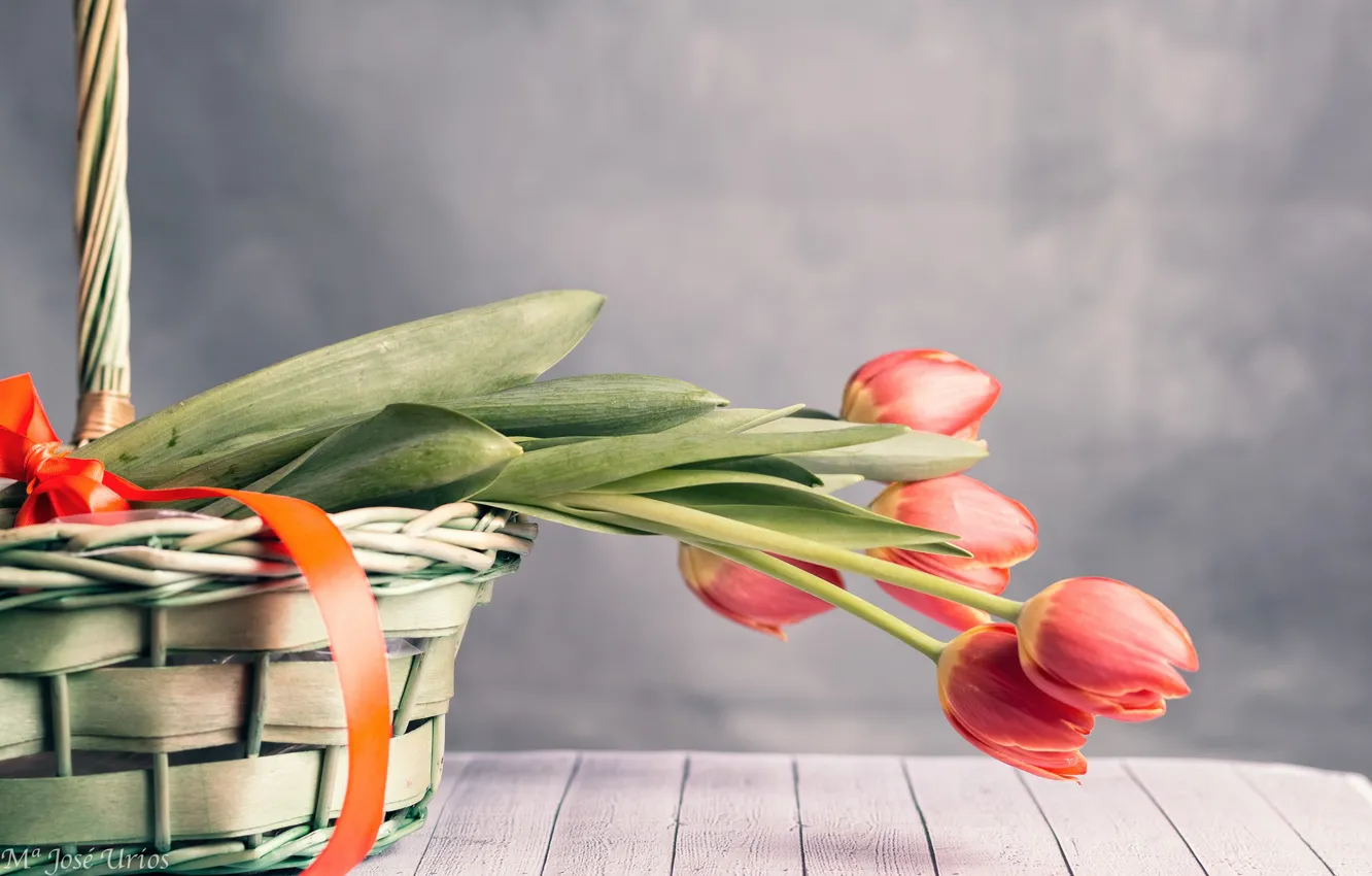 Фото обои цветы, корзина, лента, тюльпаны