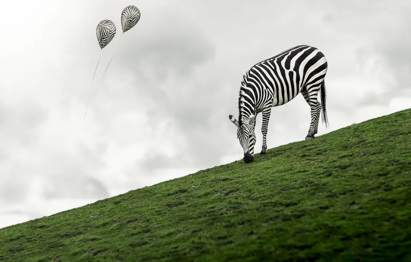 Фото обои природа, шары, зебра