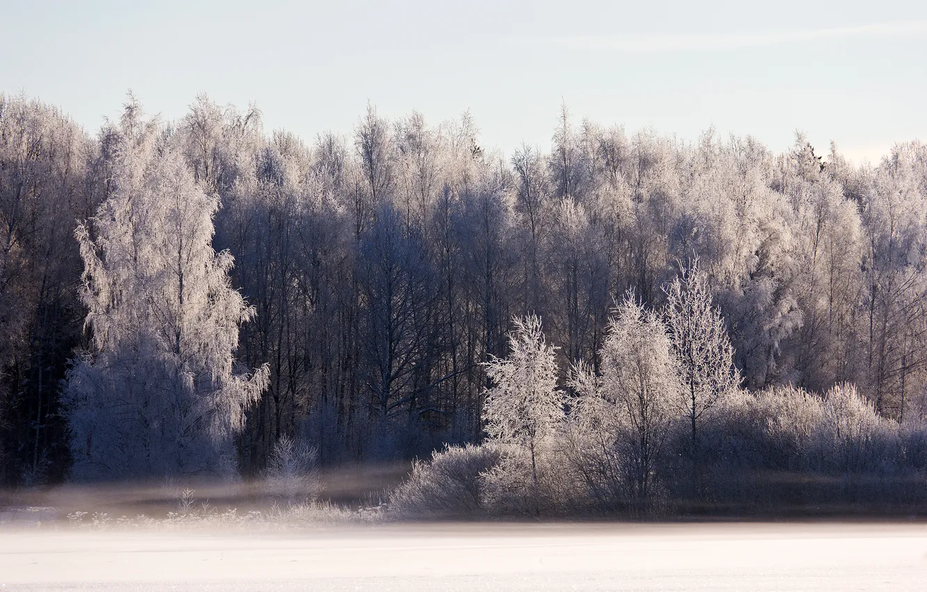 Фото обои зима, иней, лес, свет, снег, утро