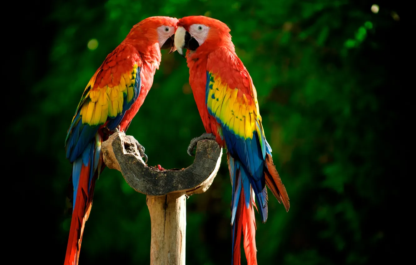 Фото обои яркие, попугаи, разноцветные, жердочка