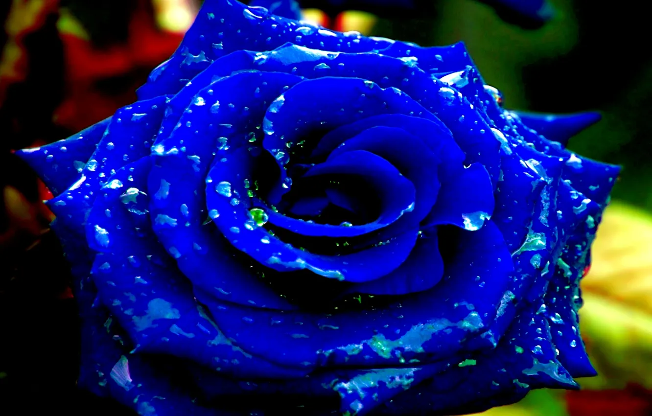 Фото обои rose, flower, rain, blue, dew