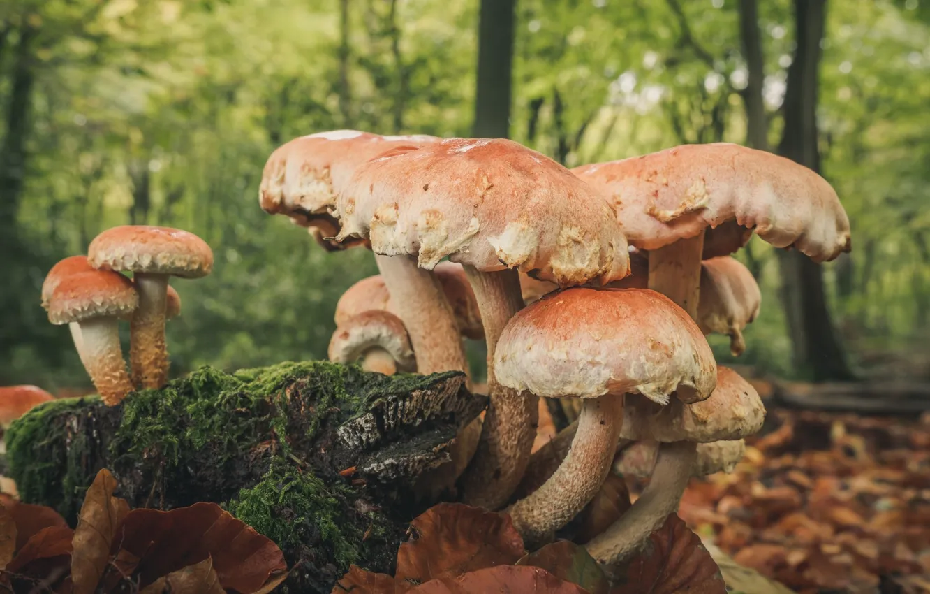 Фото обои осень, лес, грибы