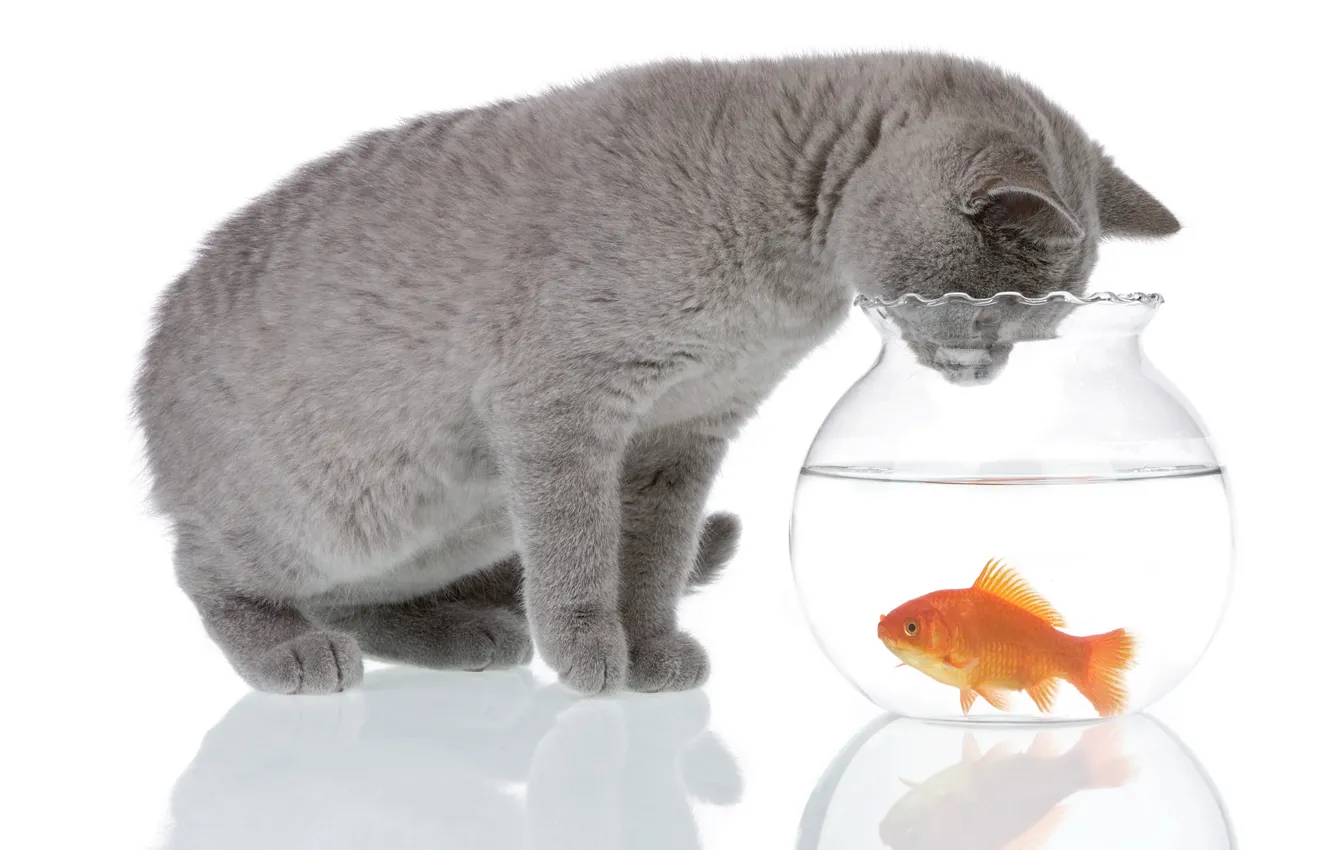 Фото обои кот, вода, отражение, серый, животное, аквариум, рыбка, белый фон
