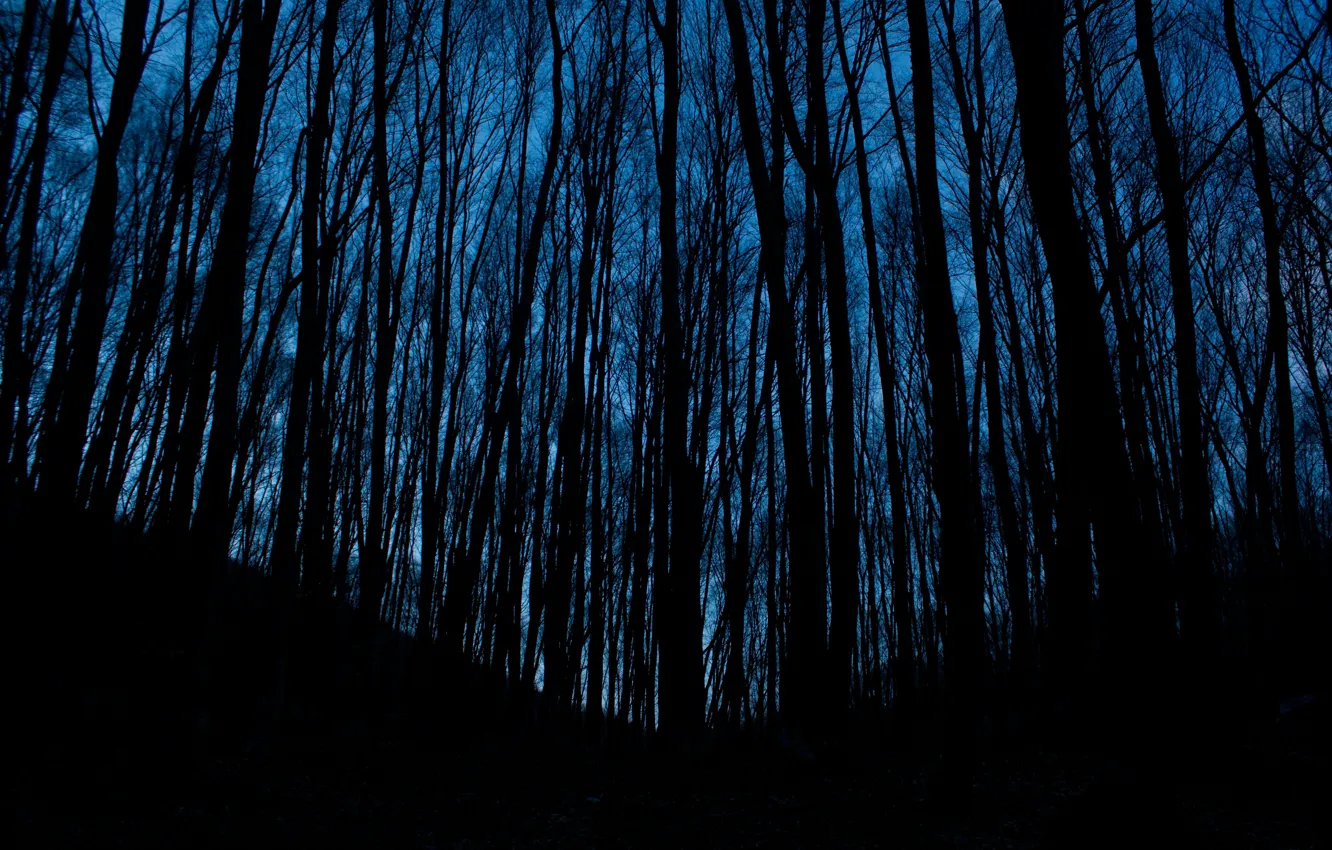 Фото обои лес, деревья, природа, вечер