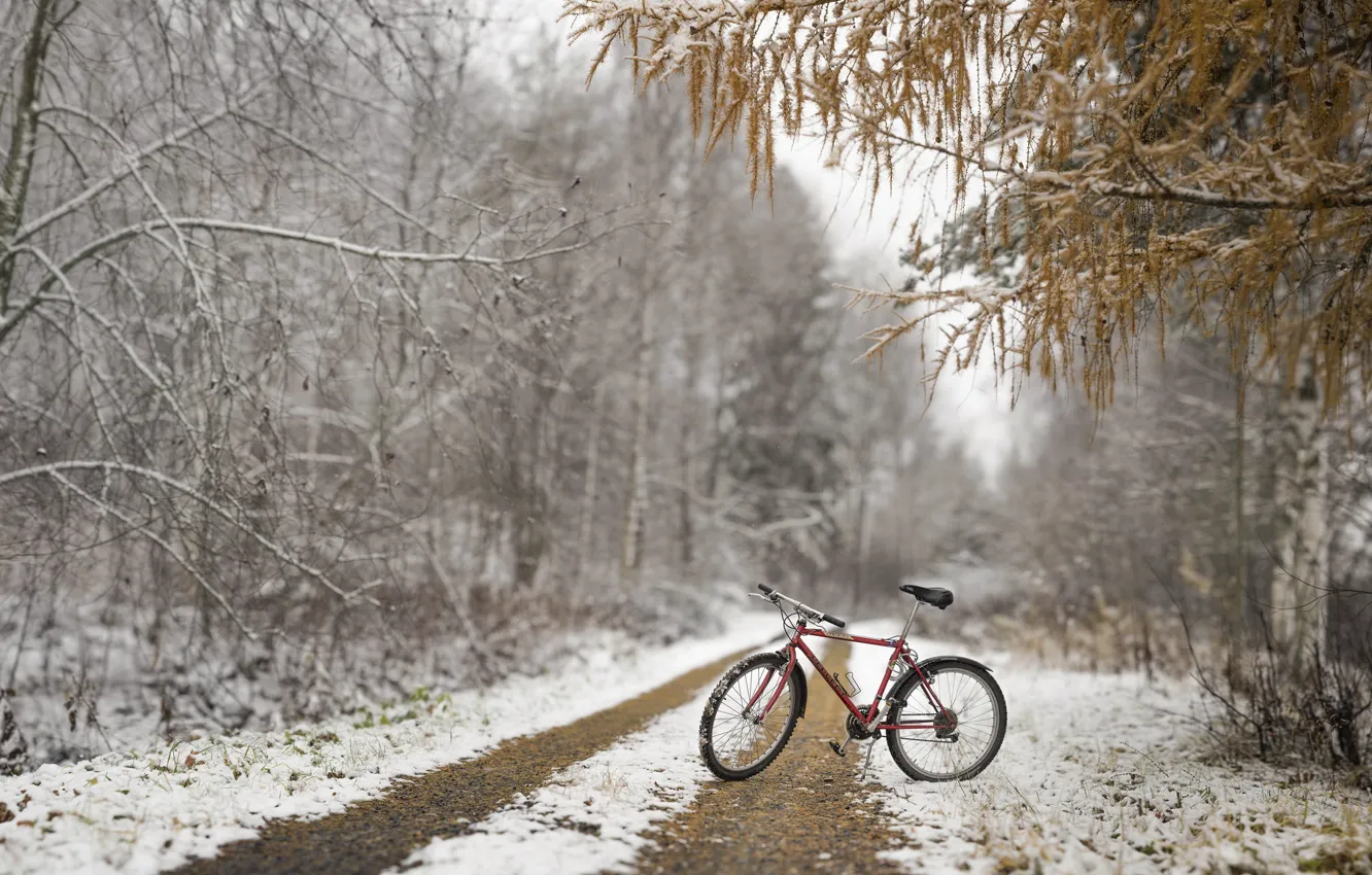 Фото обои осень, лес, снег, велосипед