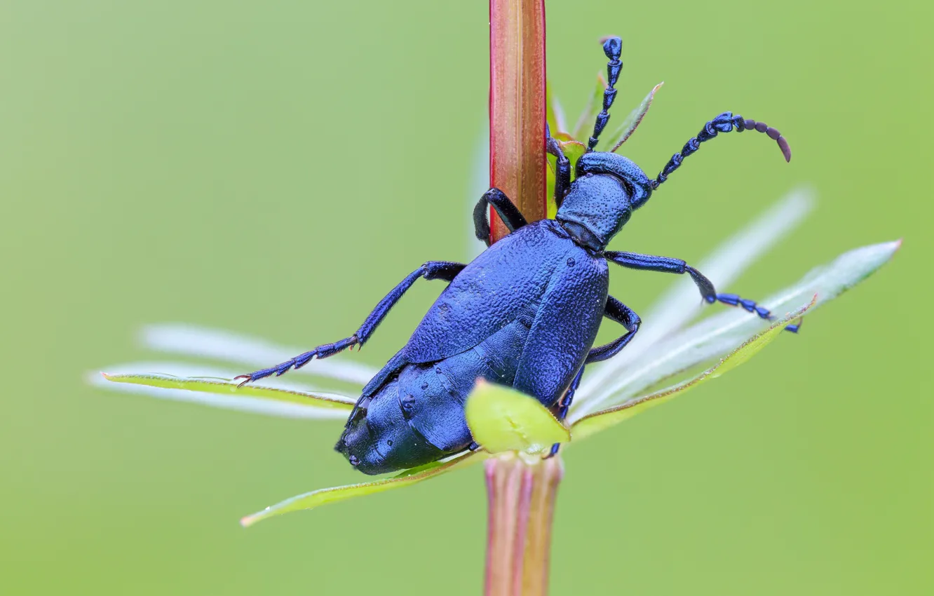 Фото обои макро, синий, фон, жук, стебель, насекомое, блестящий