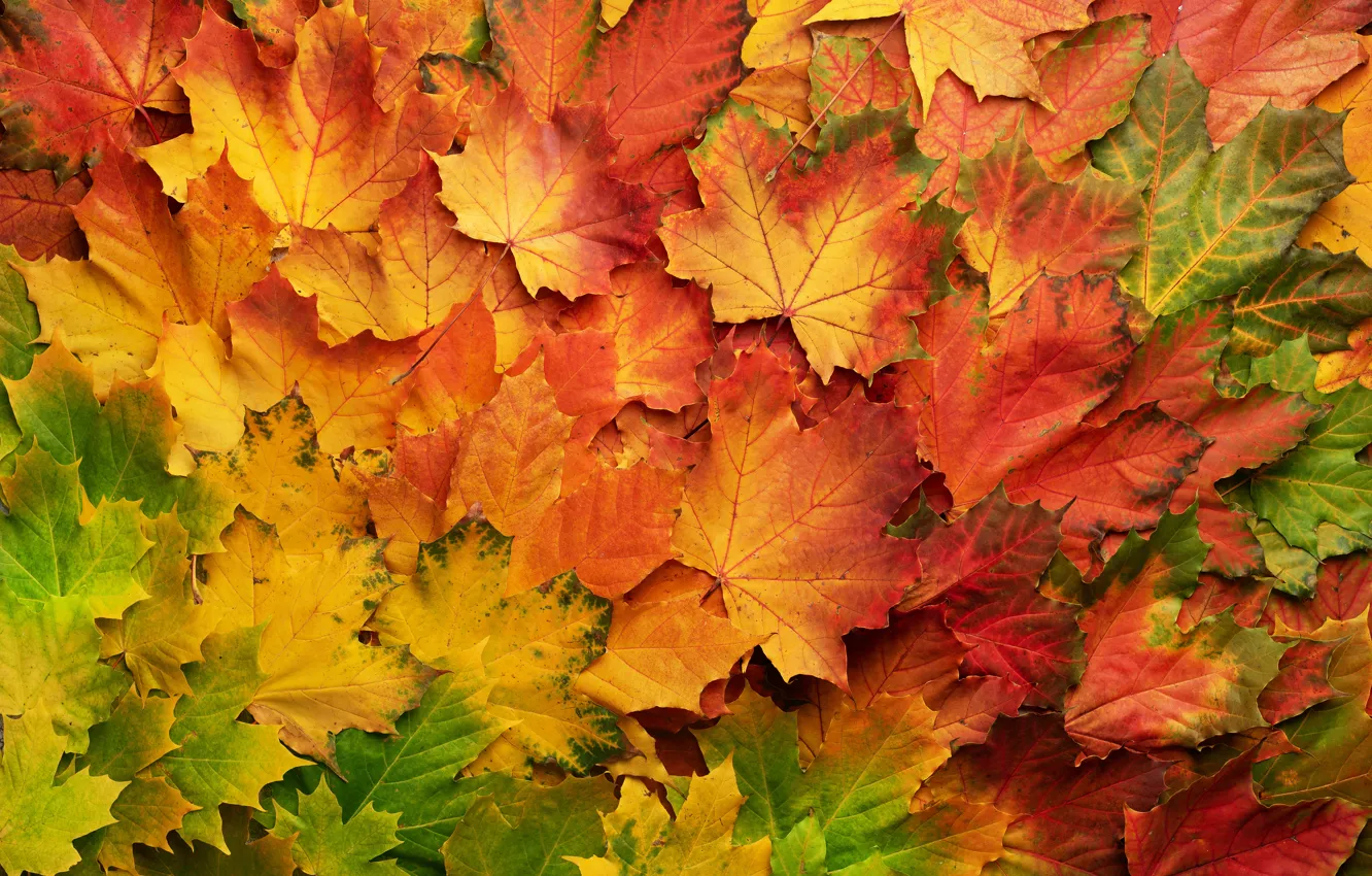 Фото обои осень, листья, фон, colorful, клен, background, autumn, leaves