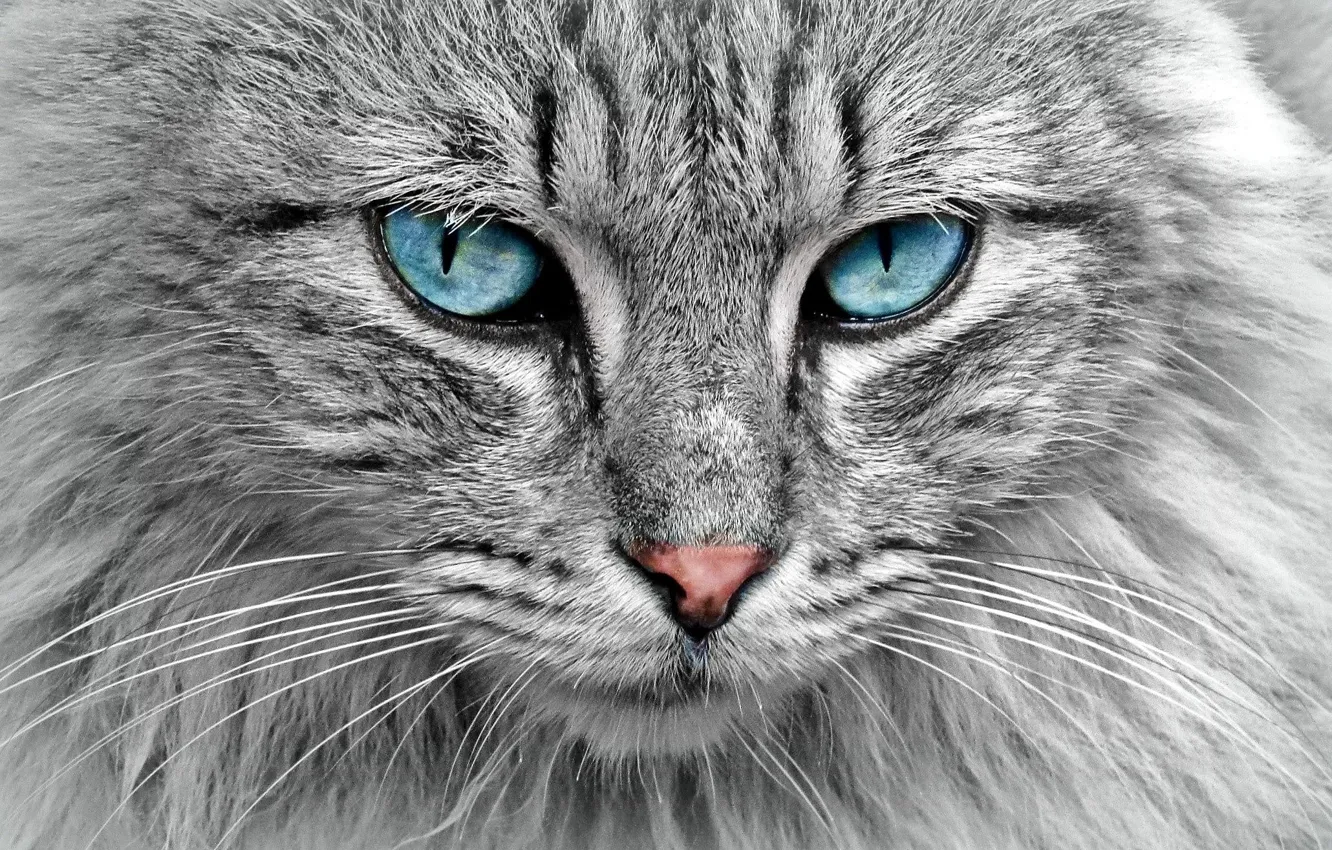 Фото обои крупный план, красота, пушистик, close-up, meow, мяу, голубые глазки, серый кот