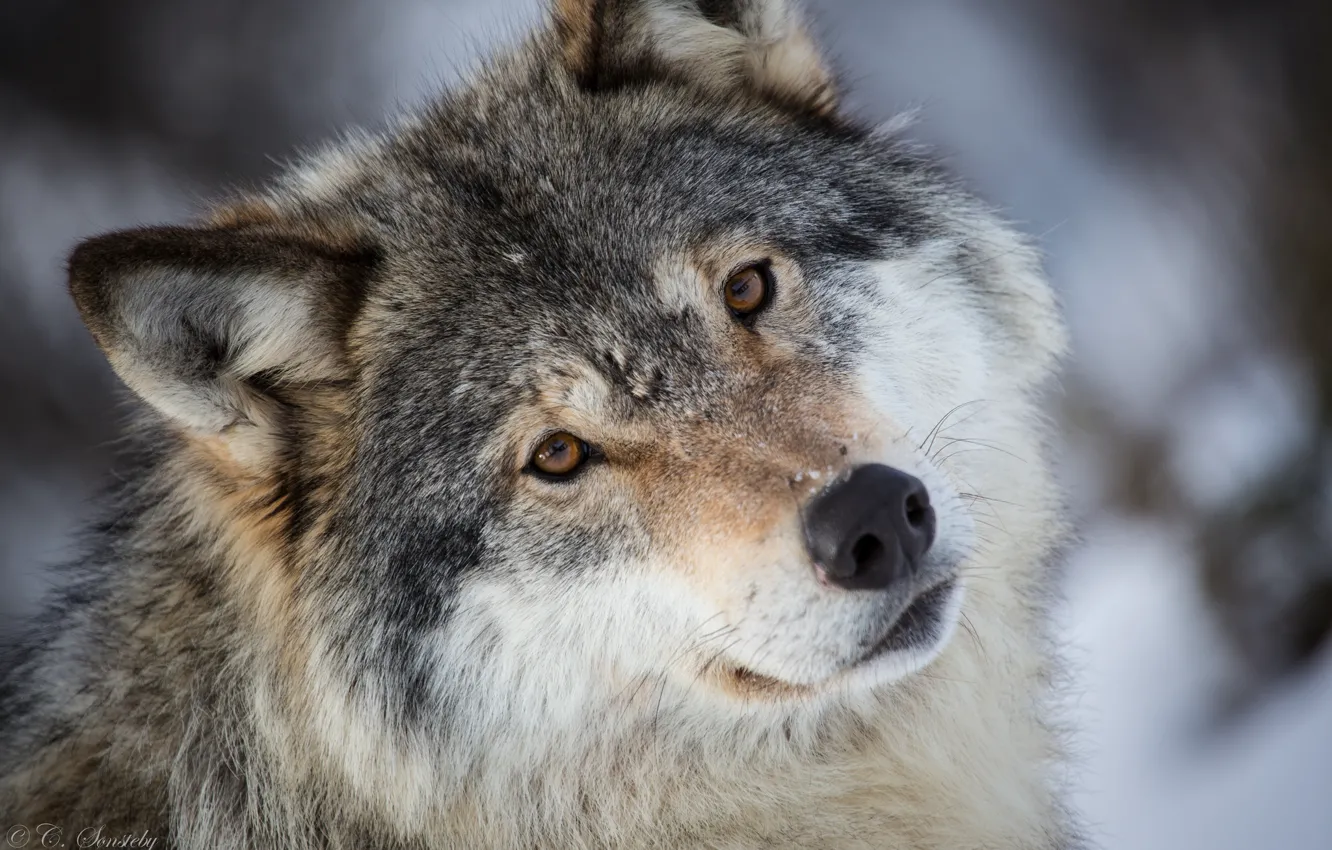 Фото обои взгляд, морда, серый, волк, портрет, хищник