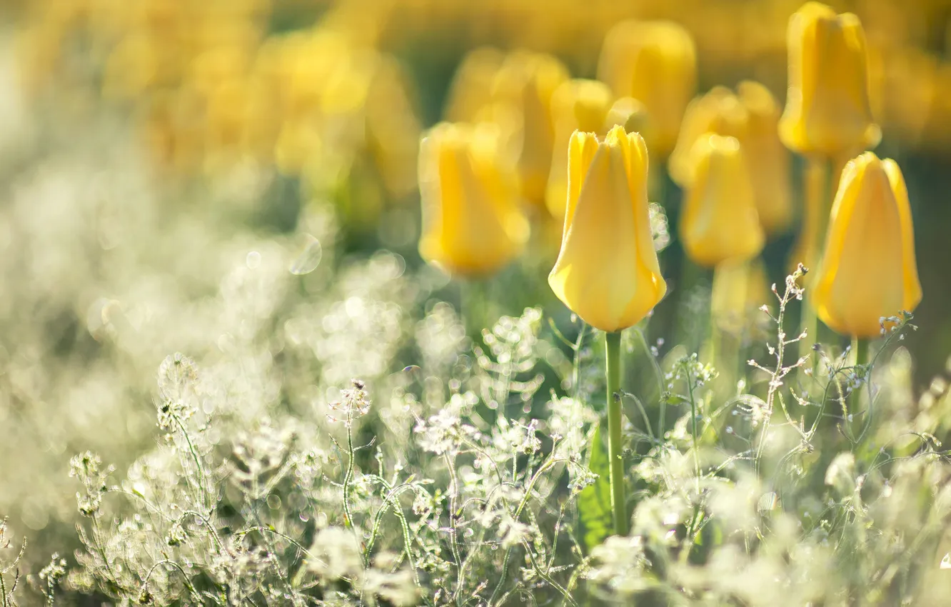 Фото обои цветы, блики, размытость, тюльпаны, жёлтые