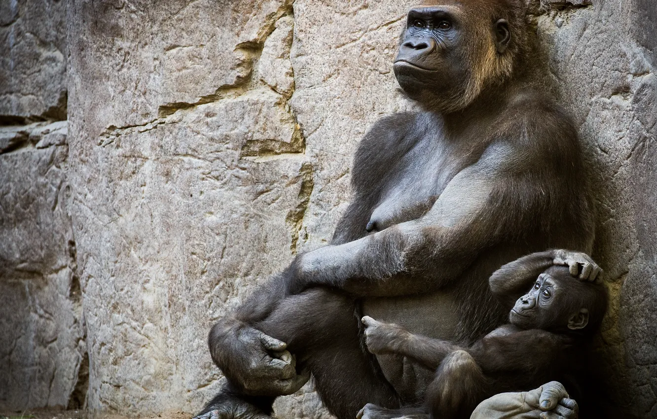 Фото обои горилла, детеныш, человекообразные