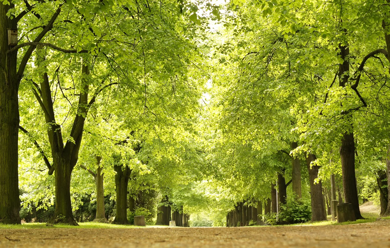 Фото обои green, park, spring, alley
