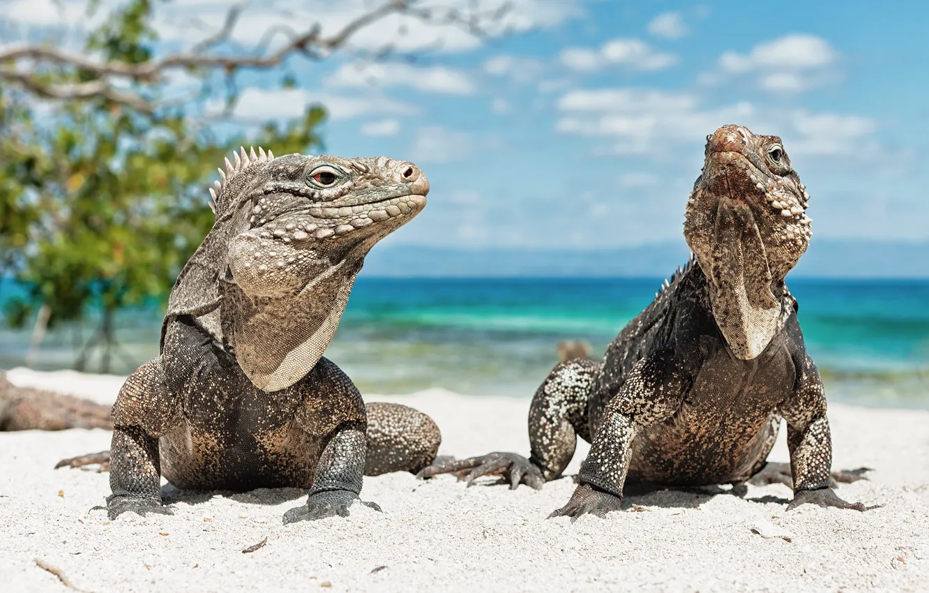 Фото обои животные, пляж, Игуана, ящерица, куба, Iguana