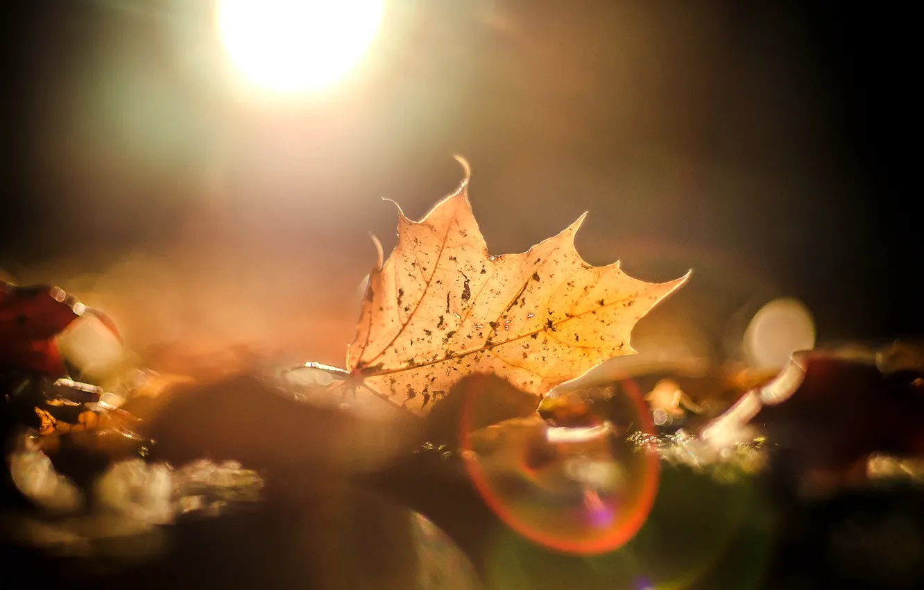 Фото обои осень, листья, солнце, макро, блики, фон, widescreen, обои