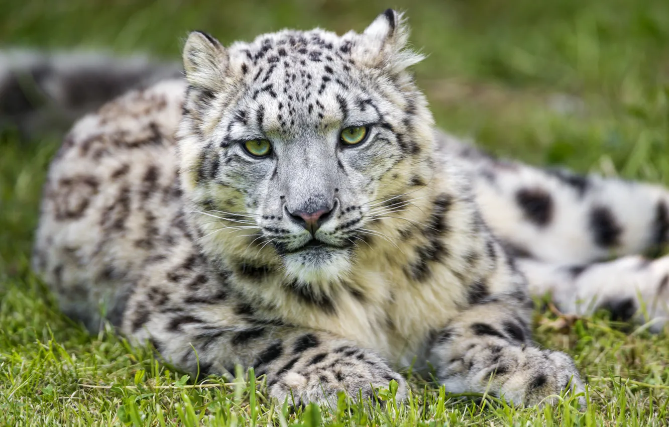 Фото обои кошка, трава, ирбис, снежный барс, ©Tambako The Jaguar