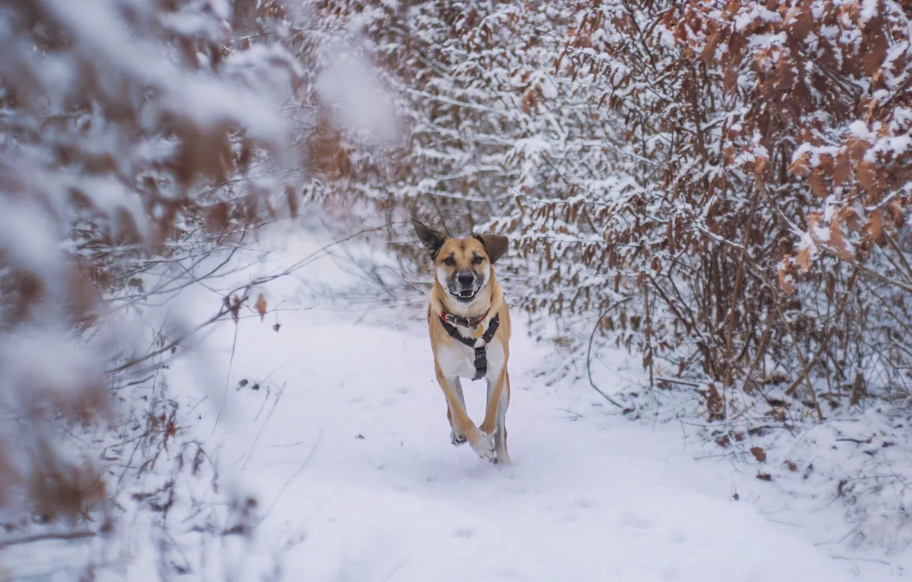 Фото обои зима, снег, друг, собака, бег