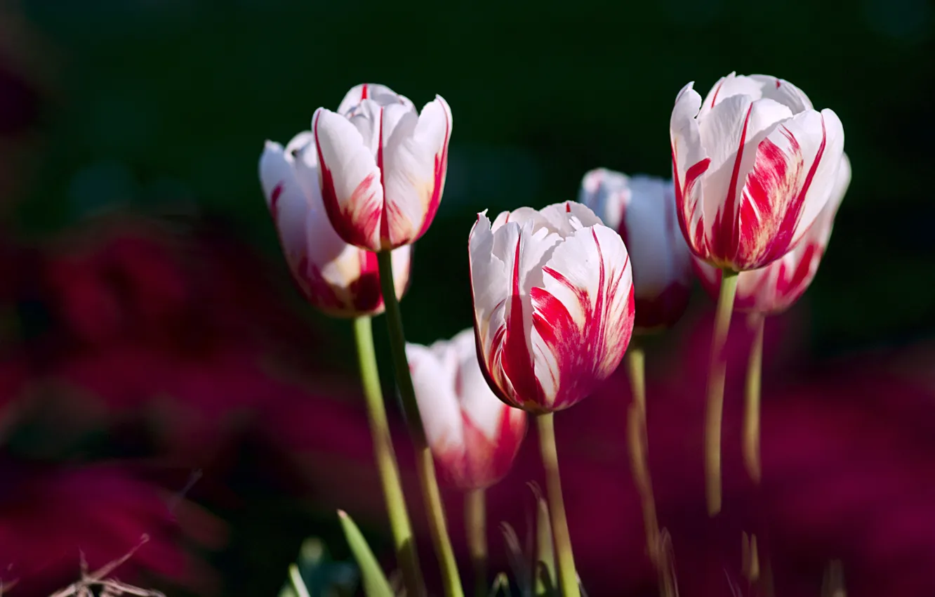 Фото обои темный фон, тюльпаны, бутоны, боке, полосатые, двухцветные, бело-розовые